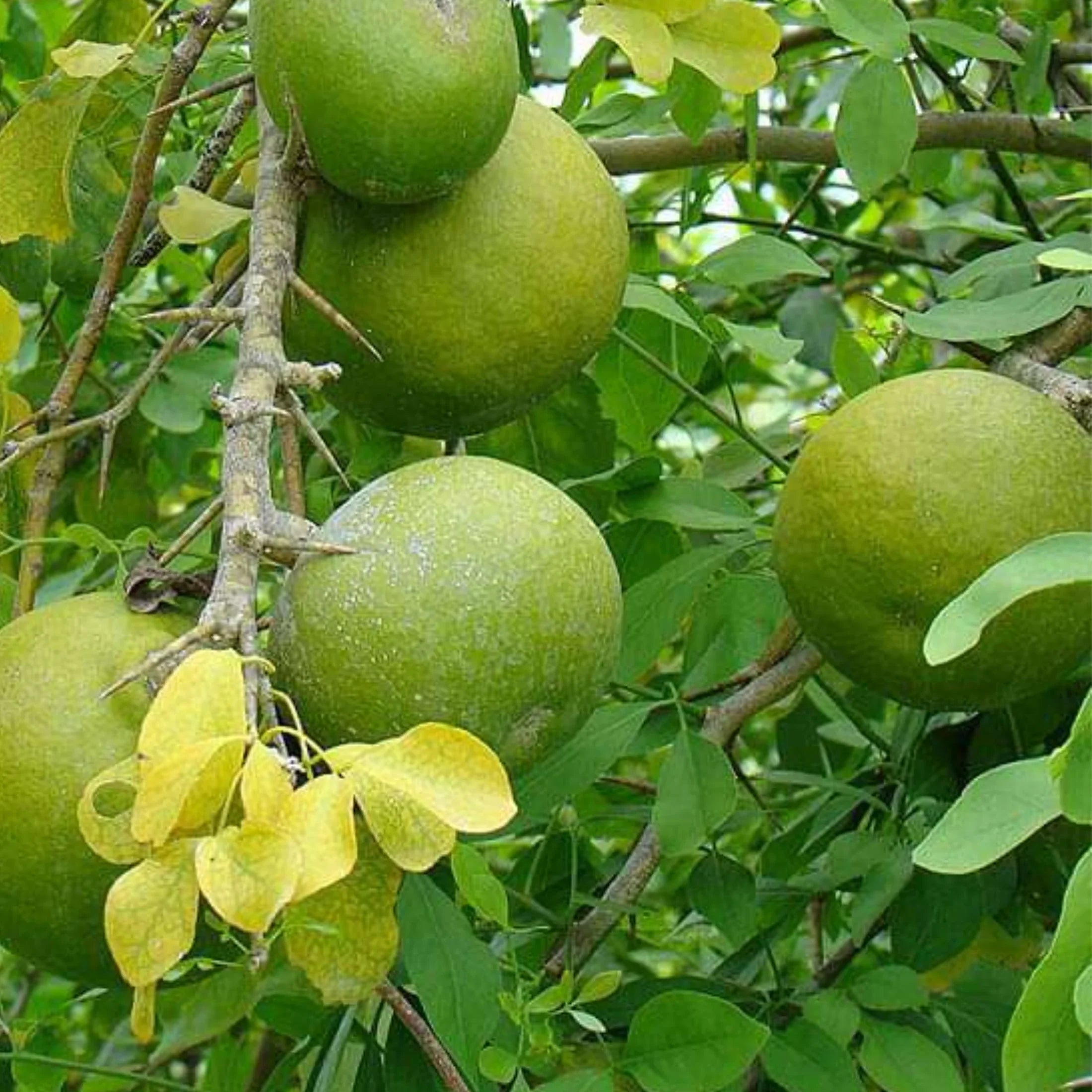 aegle marmelos fruit a unique and Fruit Seeds
