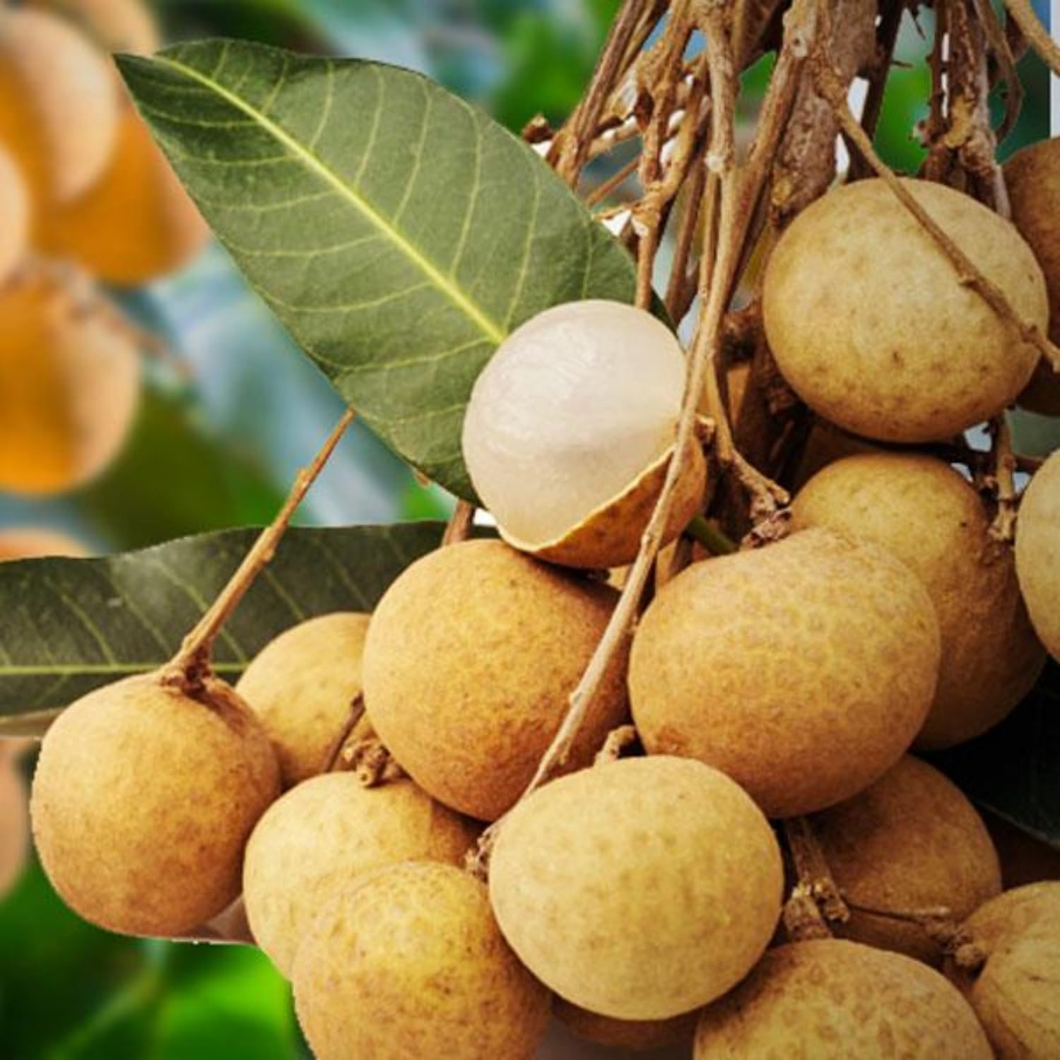 Golden Yellow Longan A Rare Fruit Seeds