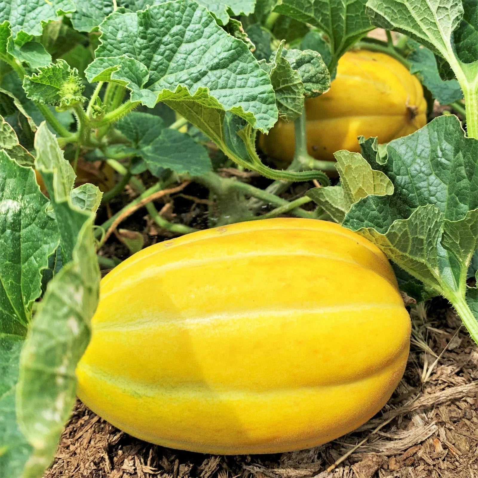 Korean Melon Fruit Ideal Fresh Tasty Melons At Your Backyard Orchid Fruit Seeds