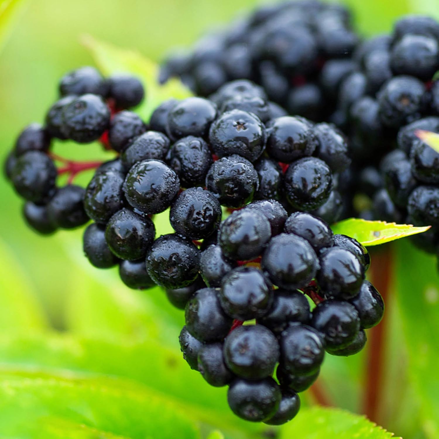 Elderberry Fruit Plant And Nutritious Berries Fruit Seeds