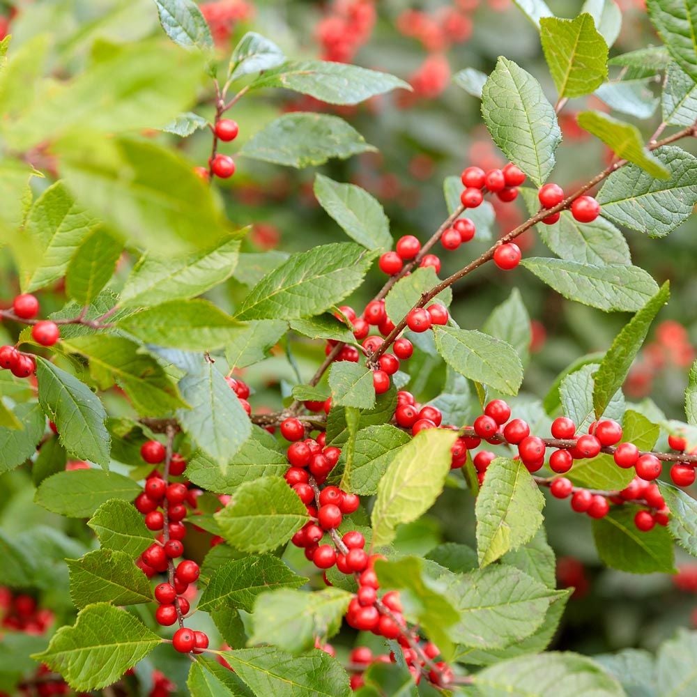 Ilex Verticillata Grow Decorative Festive Fruit Seeds