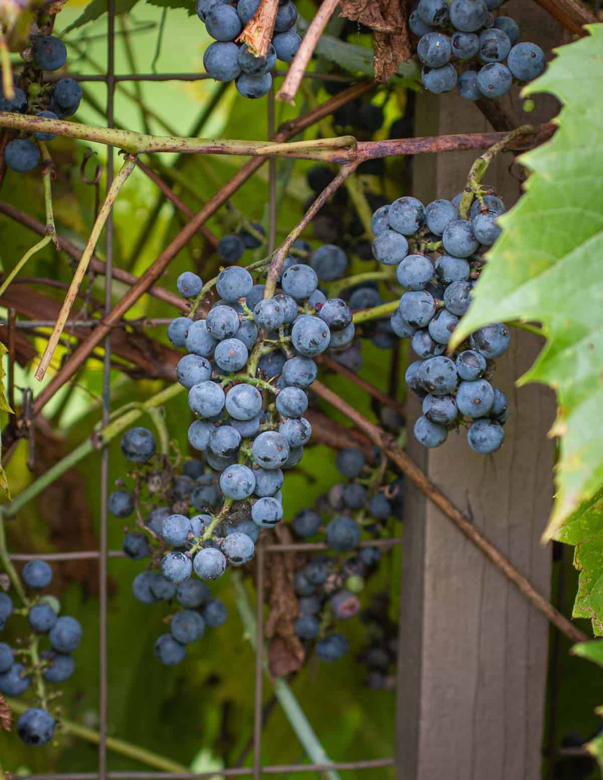 Wild Fox Grape Hardy Style Fruit Seeds
