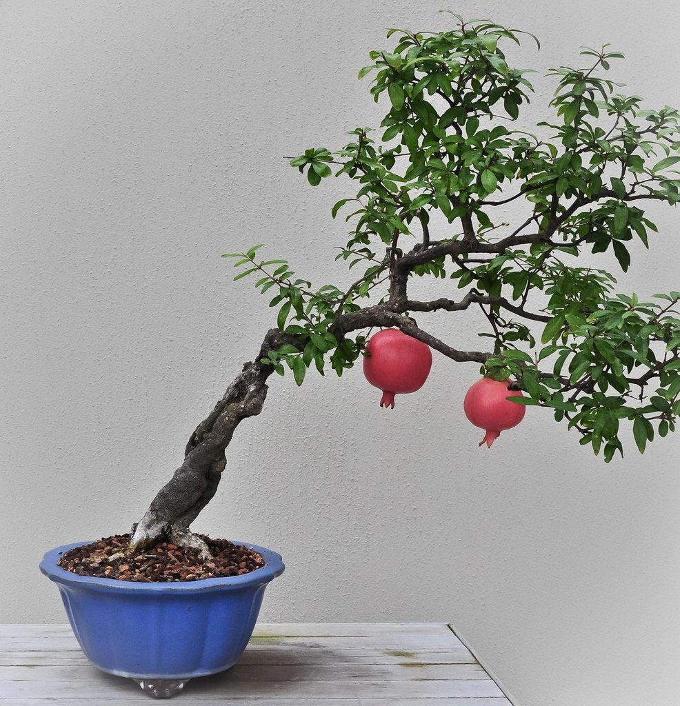 Miniature Bonsai Pomegranate Beautiful Indoor Fruit Seeds