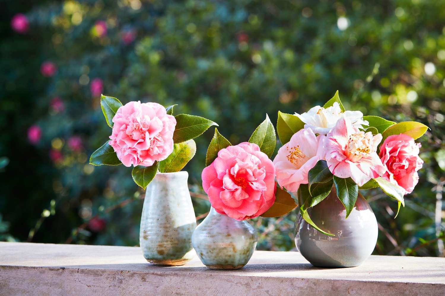Camellia Flower Seeds