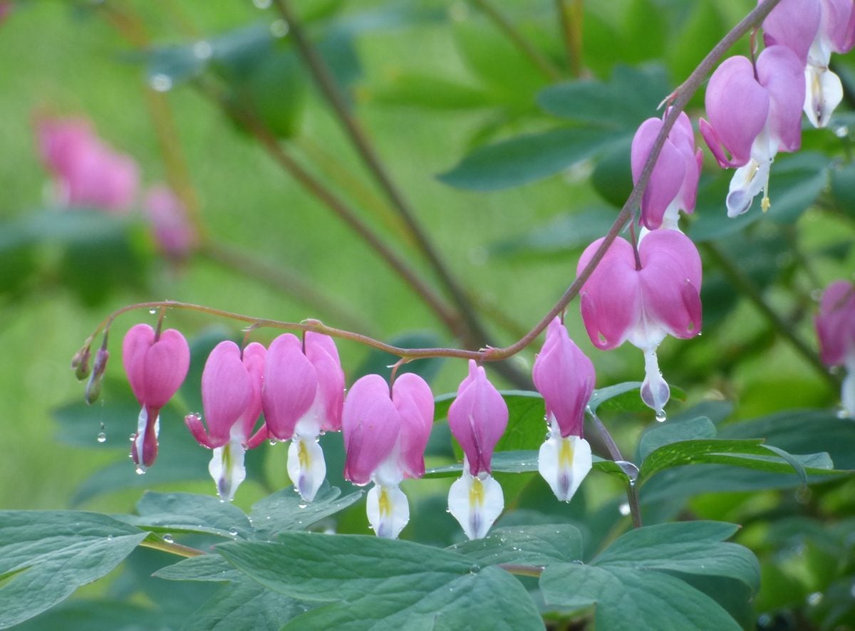 Purple Dicentra Flower Seeds - Heirloom Non GMO High Germination Seeds