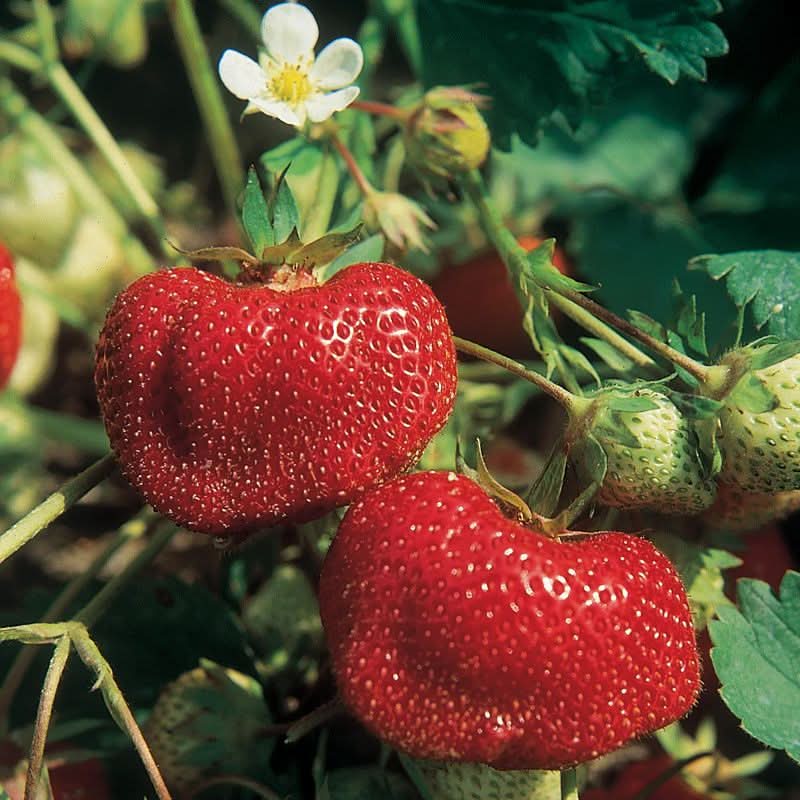 Vibrant Ozark Beauty Strawberry Juicy Fruit Seeds