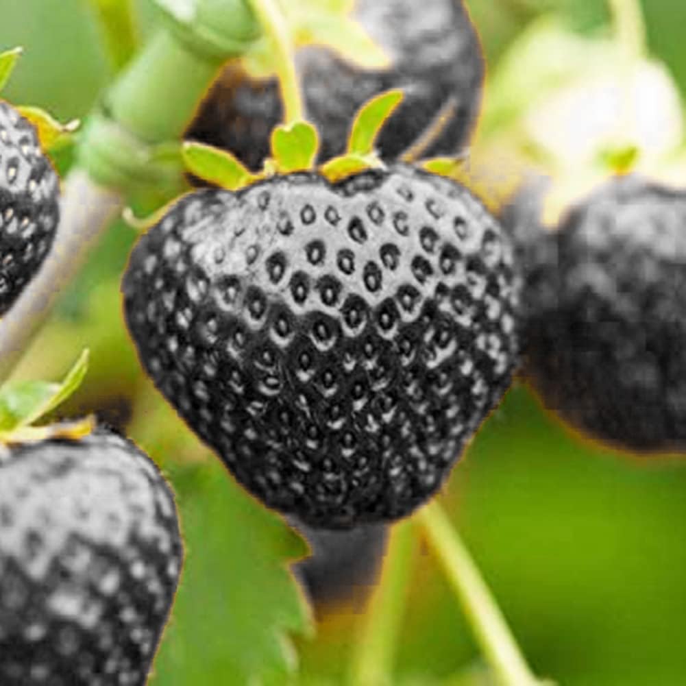 Black Strawberry Fruit Sweet And Flavorful Strawberries Fruit Seeds