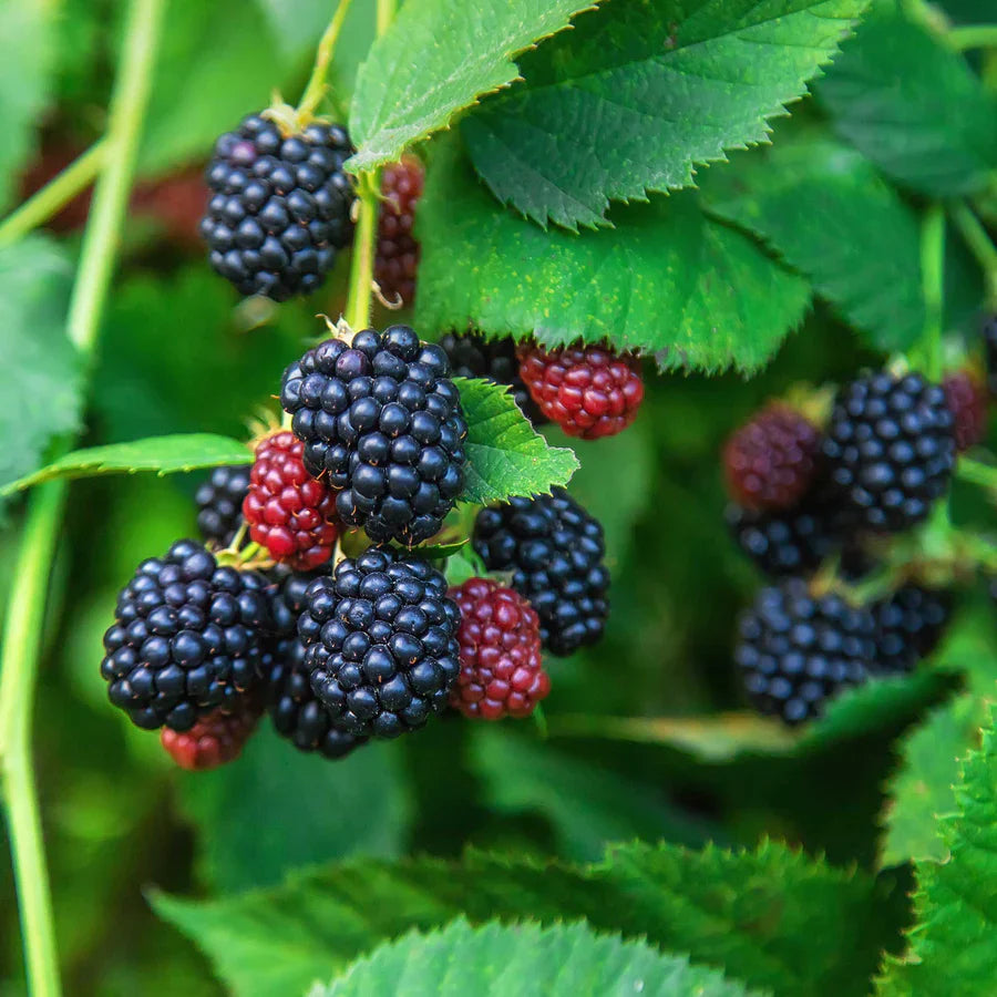 blackberry fruit delicious and juicy berries Fruit Seeds