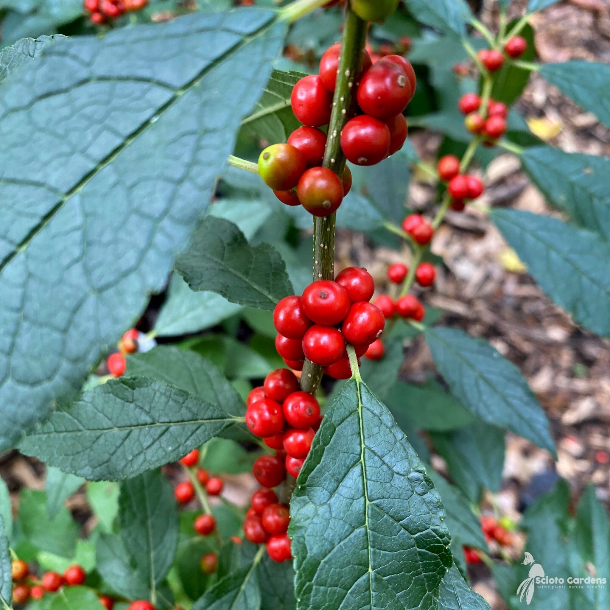 Winterberry Holly Fruit Ornamental And Berry Bearing Shrubs Heirloom Fruit Seeds