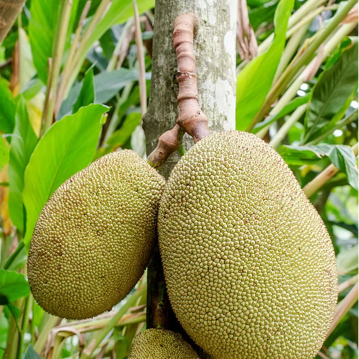 black gold australia jackfruit for planting Fruit Seeds