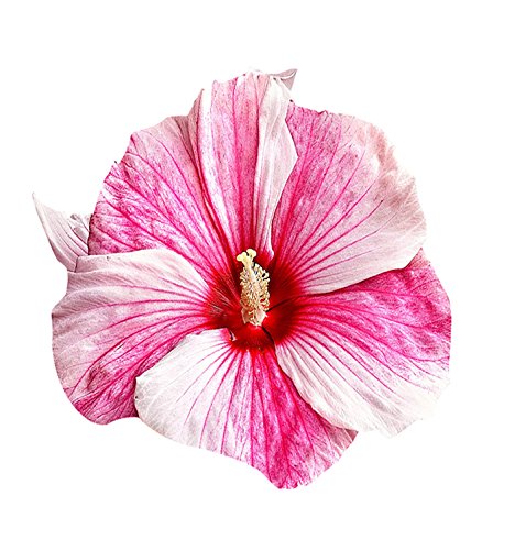 Pink Hibiscus Flower Seeds