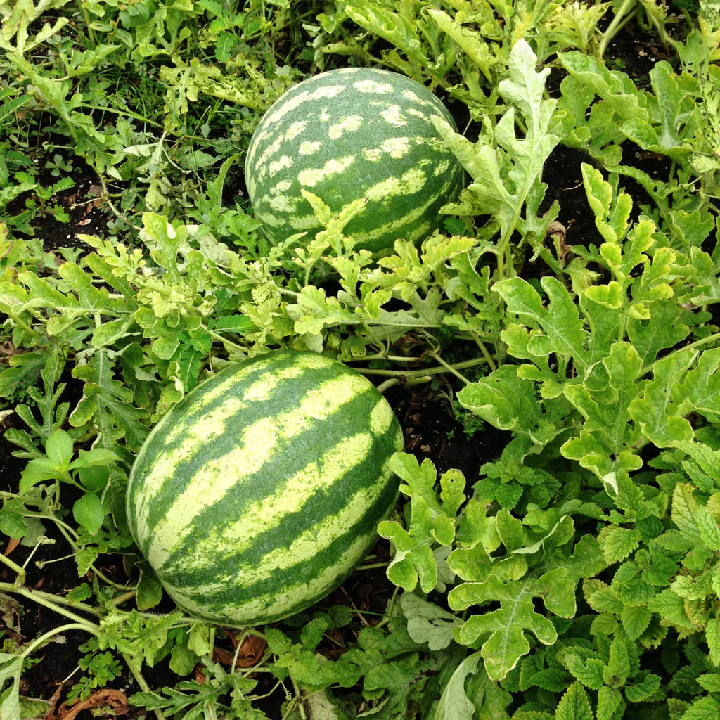 Sweet Watermelon Vine Cultivate Refreshing Fruit Seeds