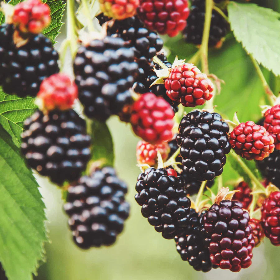 mulberry tree sweet and nutritious fruit Fruit Seeds