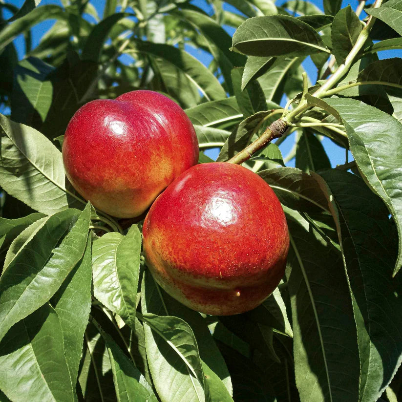 red nectarine fruit grow juicy and Fruit Seeds