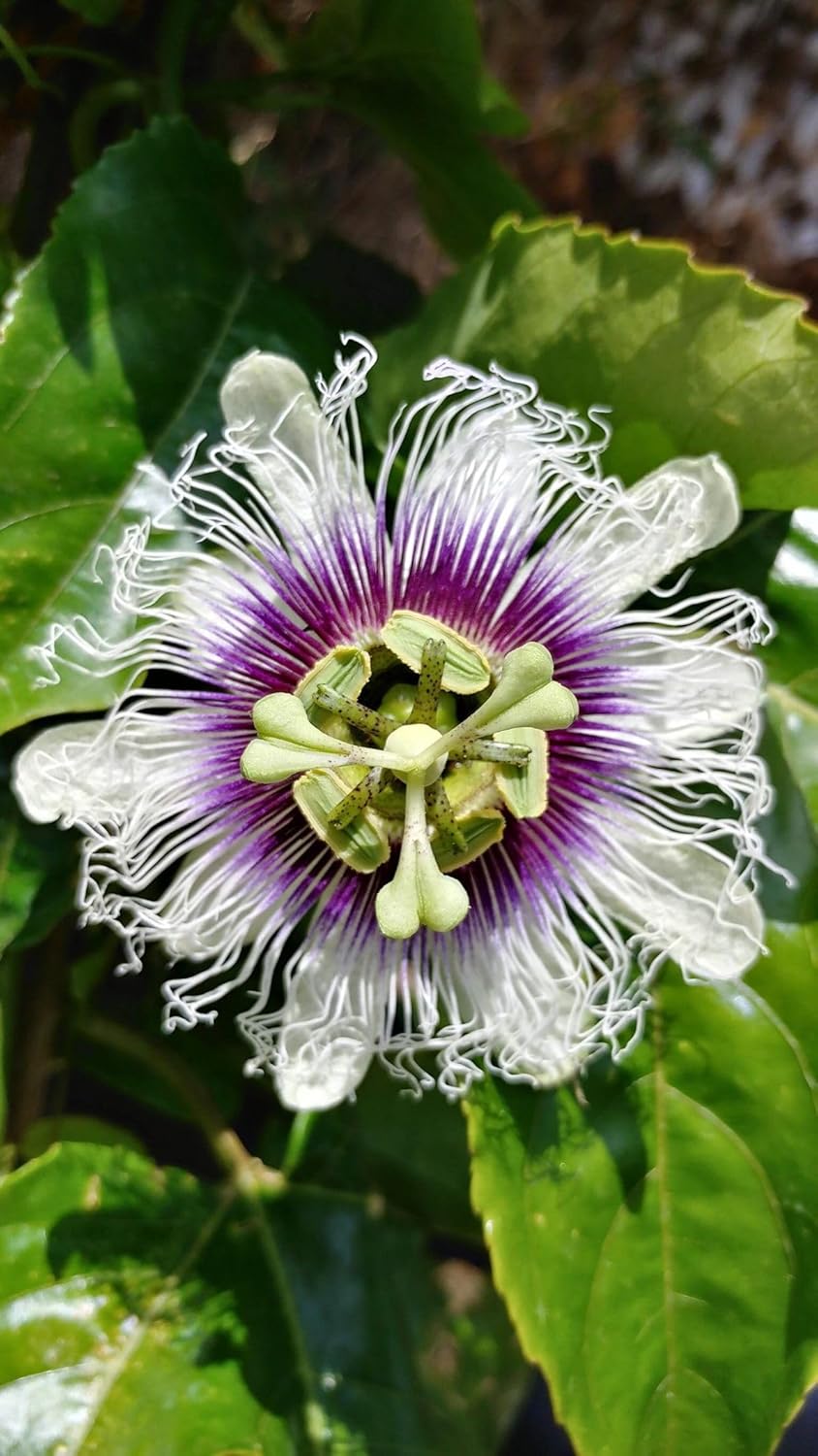 White Passiflora Flower Seeds
