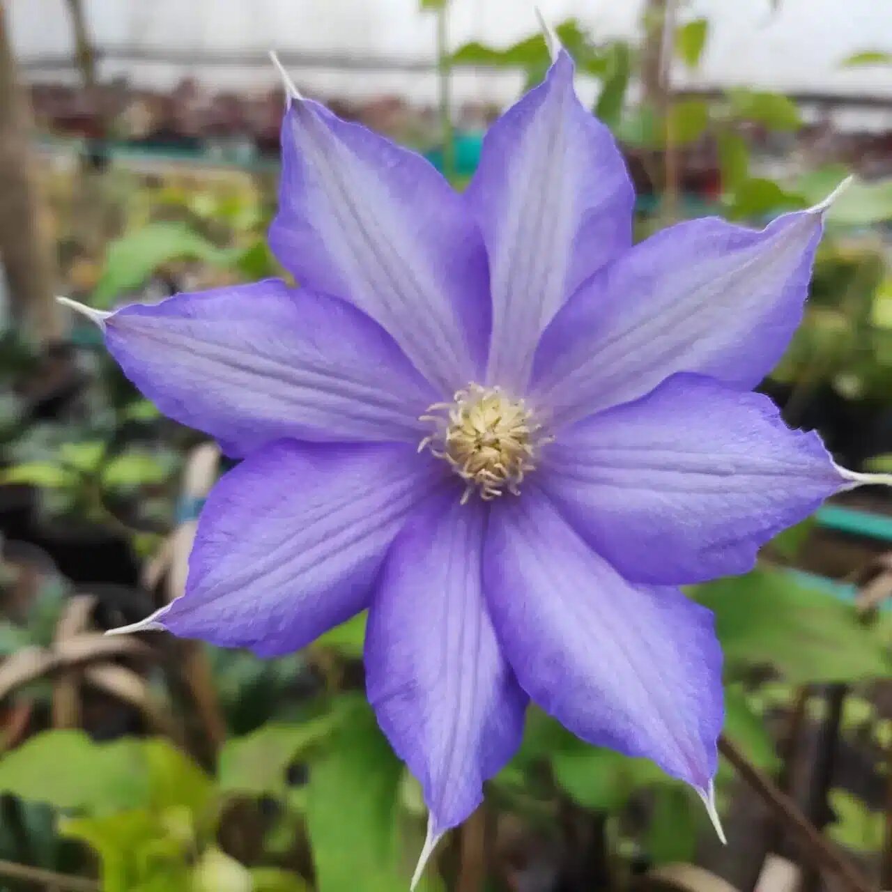 Clematis Flower Seeds