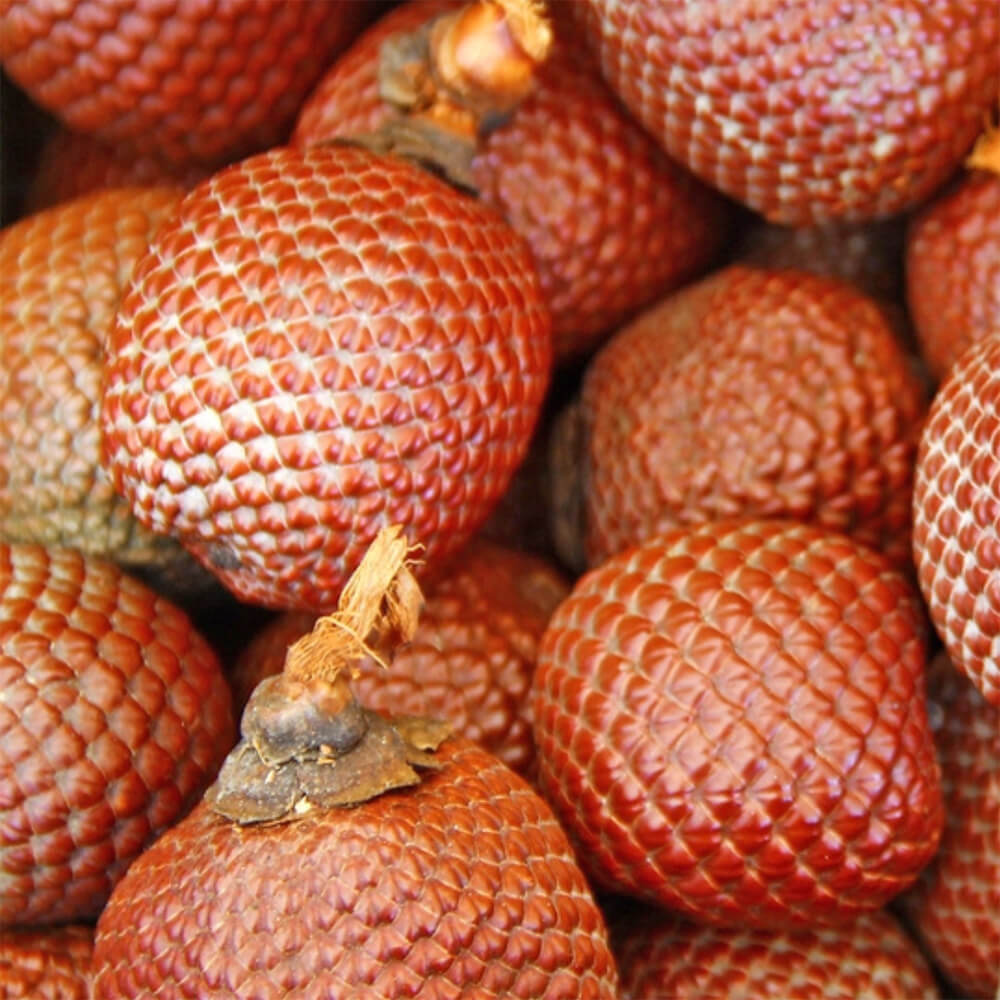 Salak Unique Snakeskin Like Tropical Fruit Seeds