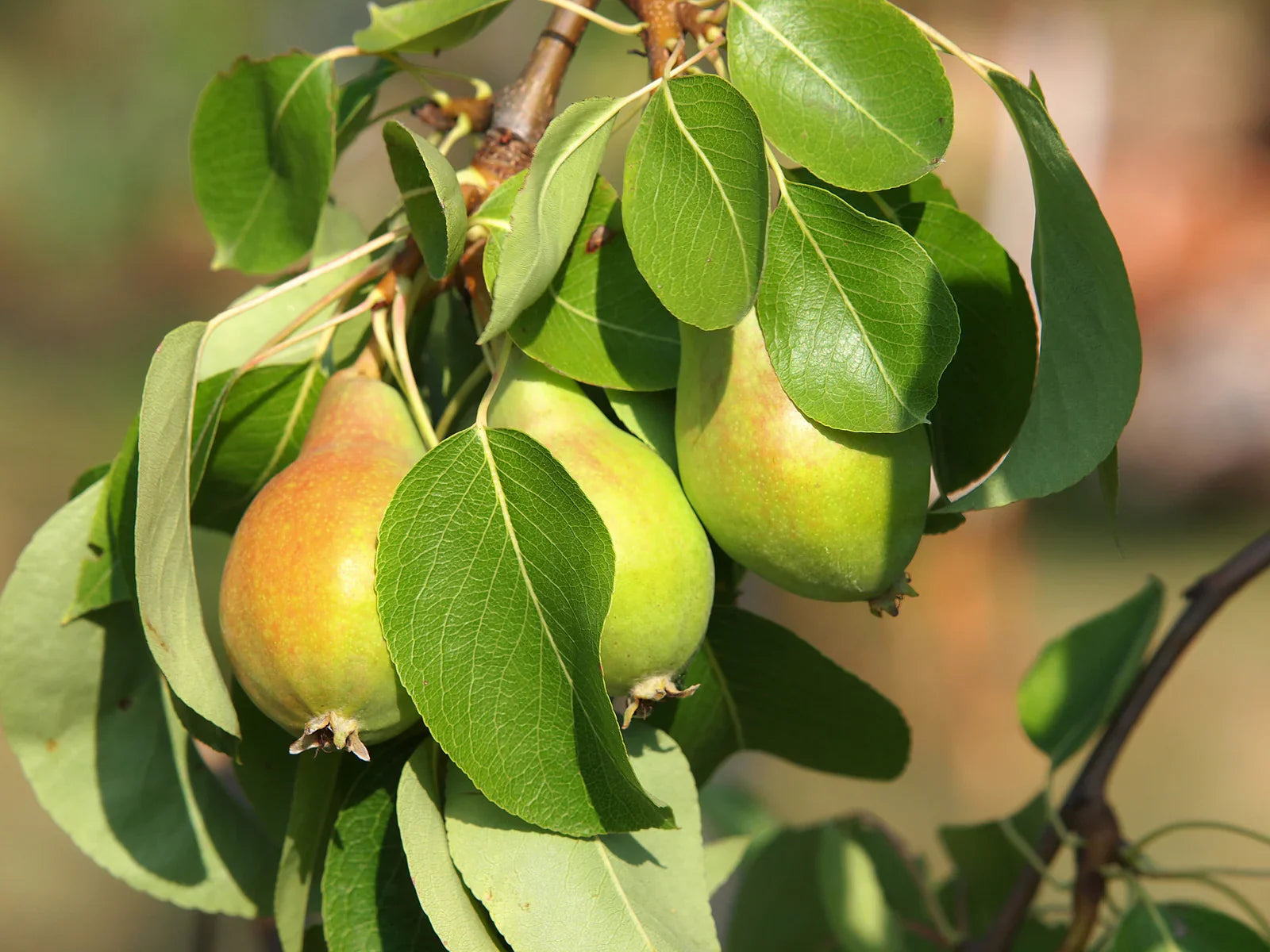 Starkrimson Pear Fruit Crisp Juicy Pears In Your Heirloom Fruit Seeds