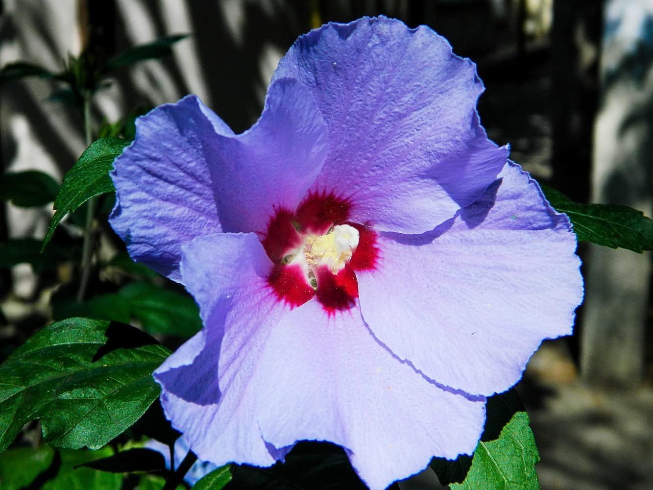 Lavender Hibiscus Flower Seeds