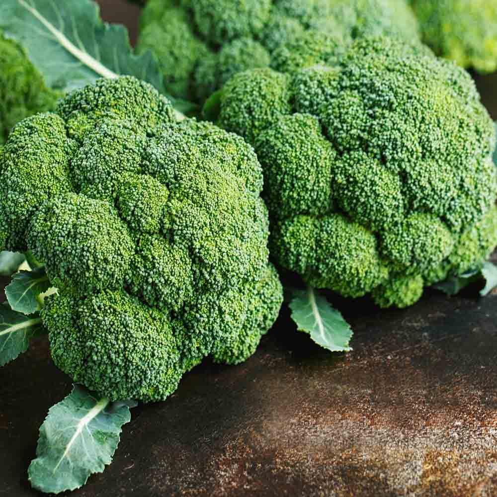 Broccoli vegetable seeds Green vegetable seeds for Home Gardening, Natural Home Farming Choice for kitchen garden planting