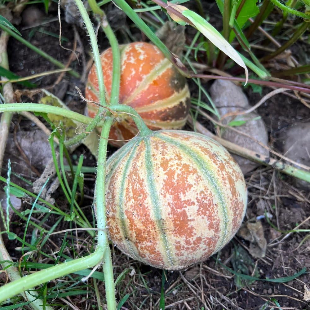 Kajari Melon Fruit Sweet And Juicy Melons Fruit Seeds
