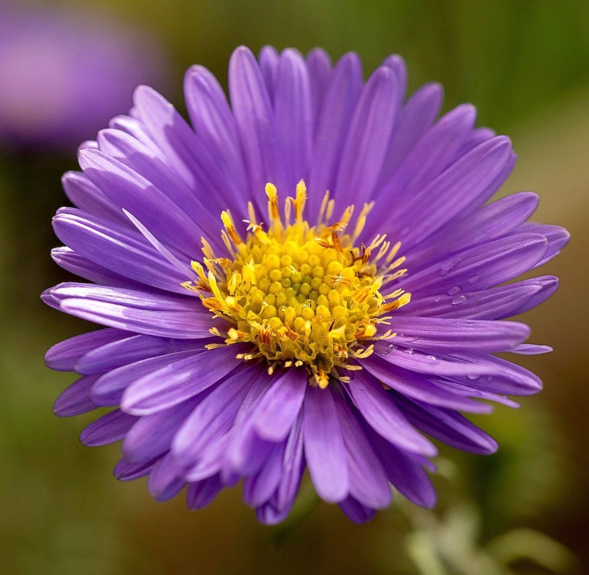 Aster Flower Seeds Perennial - Heirloom Non GMO Premium Garden Seeds for Planting
