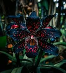 Black Phalaenopsis Flower Seeds - Heirloom Non GMO High Germination Organic Garden Seeds for