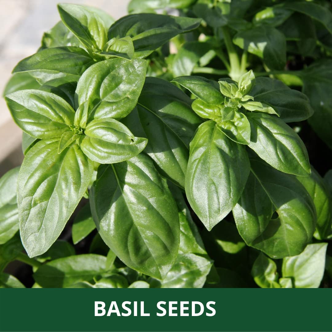 Basil Plant Seeds Green herb seeds - heirloom, natural growing garden seeds