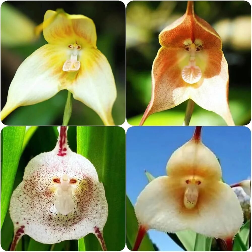 Mixed Dracula Simia Flower Seeds