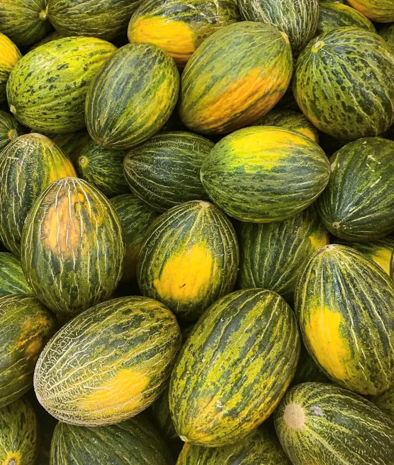 Melon Piel De Sapo Fruit Seeds