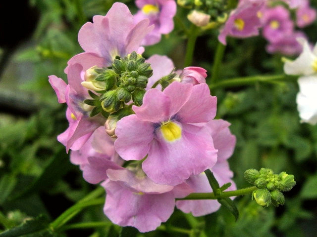 Pink Nemesia Flower Seeds – Heirloom, Non-GMO, High Germination Seeds