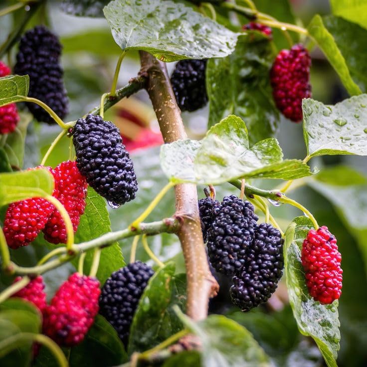 Rare Mulberry Plant Grow Nutritious Fruit Seeds