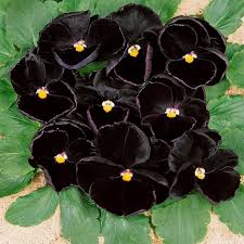 Black Pansy Flower Seeds – Heirloom Non-GMO High Germination Seeds for Planting - Heirloom Non GMO High Germination