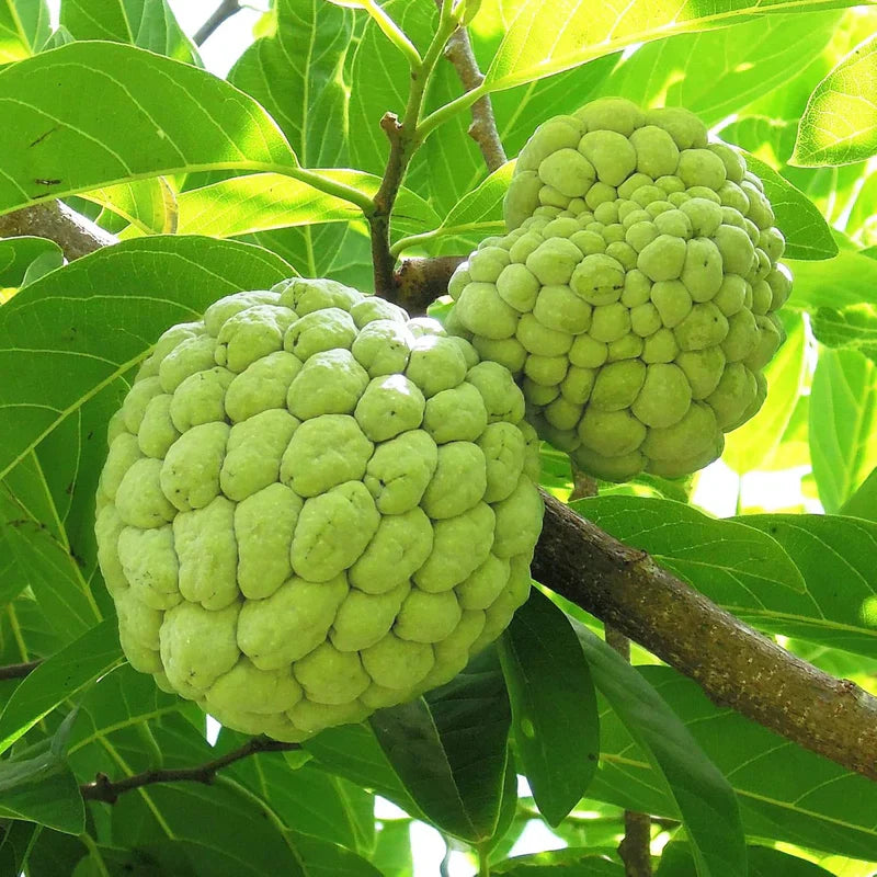 Exotic Annona Squamosa Tropical Lovers Fruit Seeds
