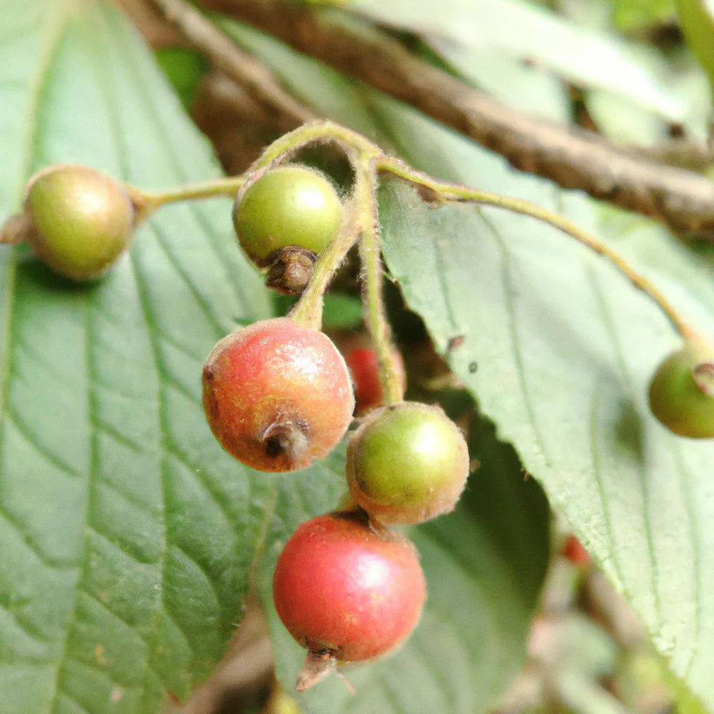 Muntingia Calabura Unique Jamaica Cherry Fruit Seeds