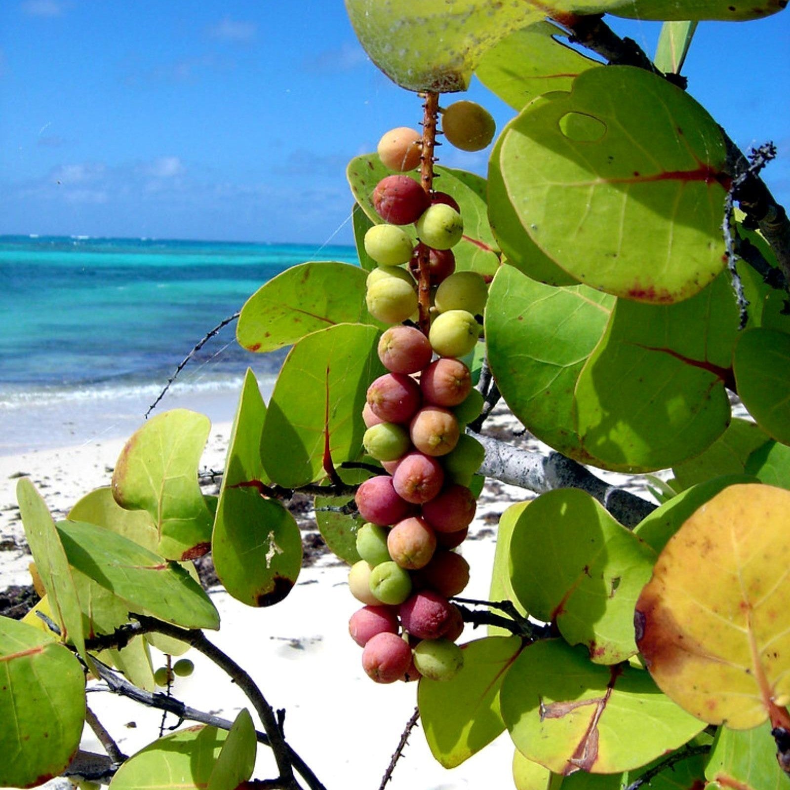 Seagrapes Fruit And Exotic Coastal Fruits Fruit Seeds