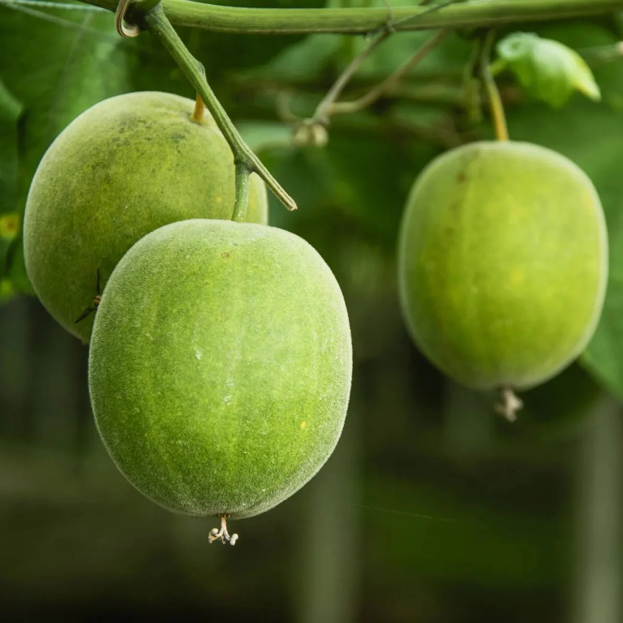 Luohan Guo Unique Sweetening With Fruit Seeds