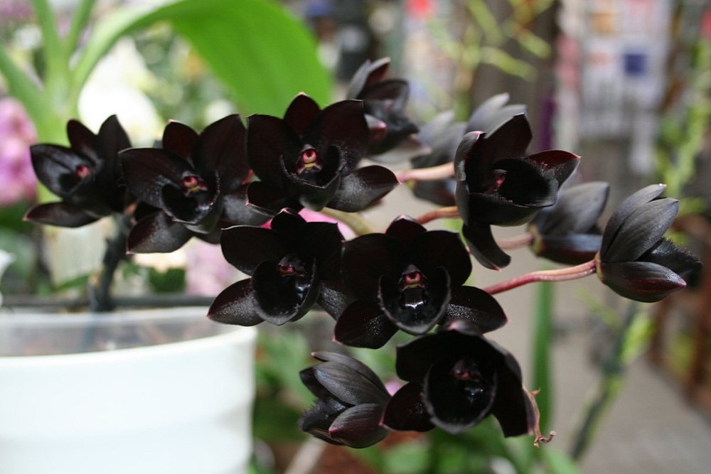 Black Dicentra Flower Seeds - Heirloom Non GMO Premium Garden Seeds for Planting