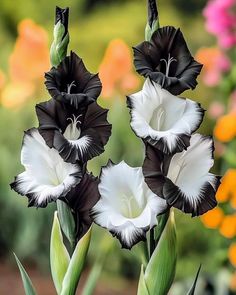 White Black Gladiolus Flower Seeds