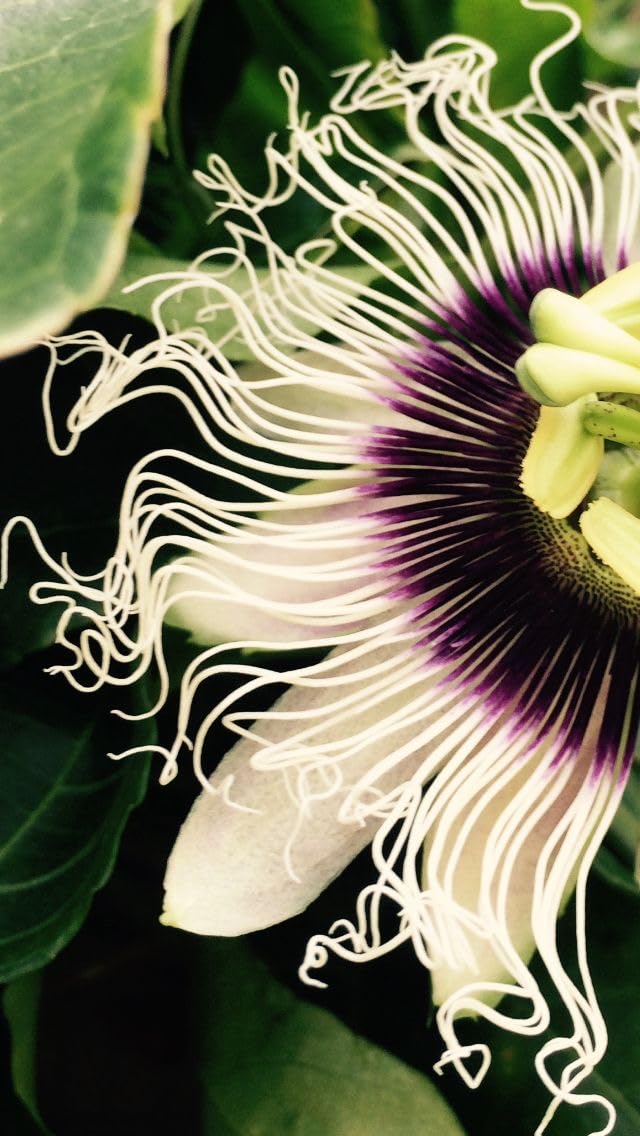 White Passiflora Flower Seeds - Heirloom Non GMO High Germination Flower Seeds for Home Garden Planting