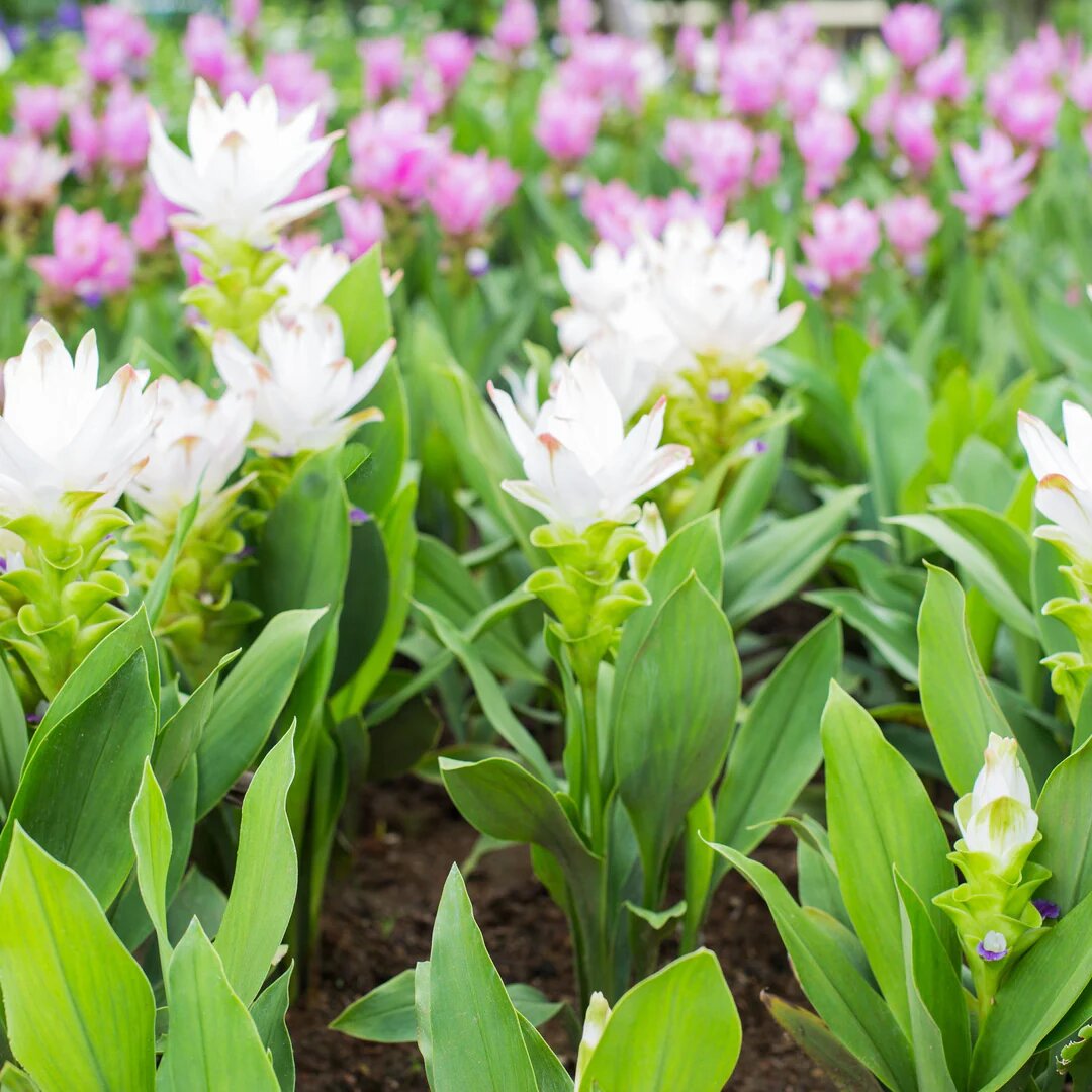 White Curcuma Flower Seeds Rare Blooming Plants Balcony and Patio Gardening Colorful