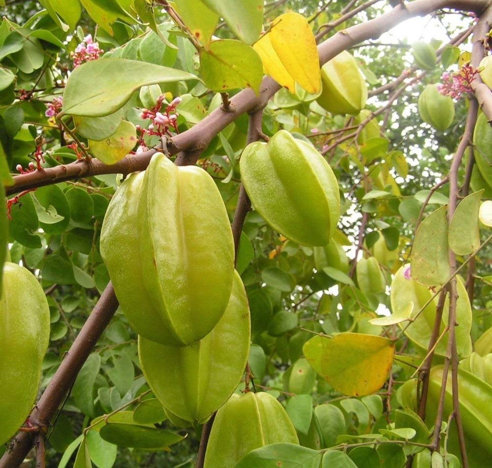 Thai Starfruit Averrhoa Carambola Fruit Tangy And Exotic Your Backyard Orchid Fruit Seeds