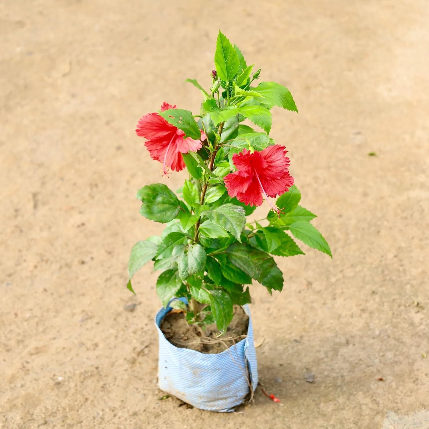 Hibiscus Flower Seeds