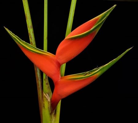 HELICONIA Flower Seeds