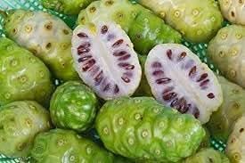 fresh noni fruit for gardening organic and easy to grow Fruit seeds
