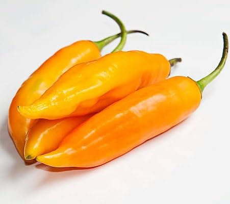 Chilli Pepper Seeds. vegetable seeds for Home Gardening, Easy Grow Culinary Garden for kitchen garden planting