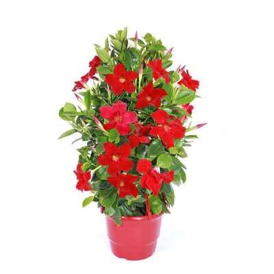 Red Dipladenia Flowers Seeds