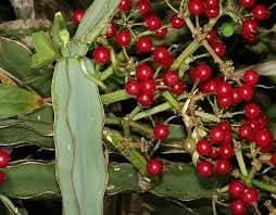 cissus fruit hardy vining plant for growing tropical fruits Fruit seeds