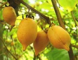 actinidia polygama fruit for cultivation grow natural fruits at your home backyard orchid Fruit seeds