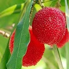 Waxberry Hardy Prolific Berry Harvests Fruit Seeds